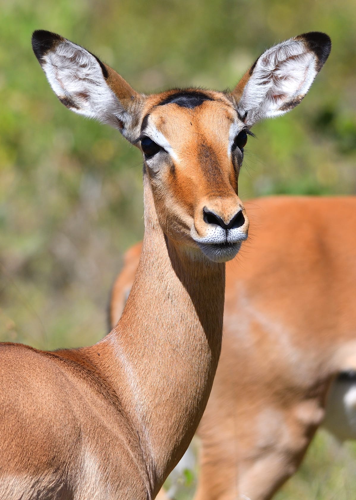 Impala photographed on safari in Botswana