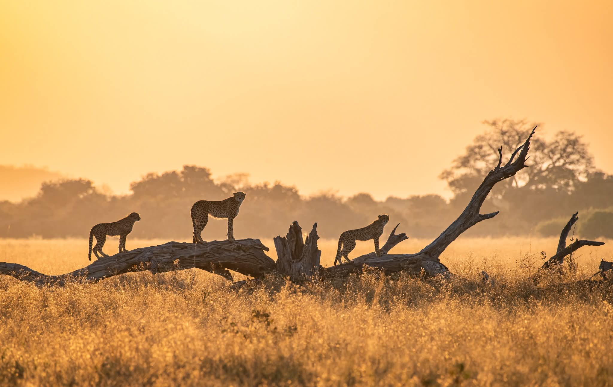 Mababe landscape in Botswana