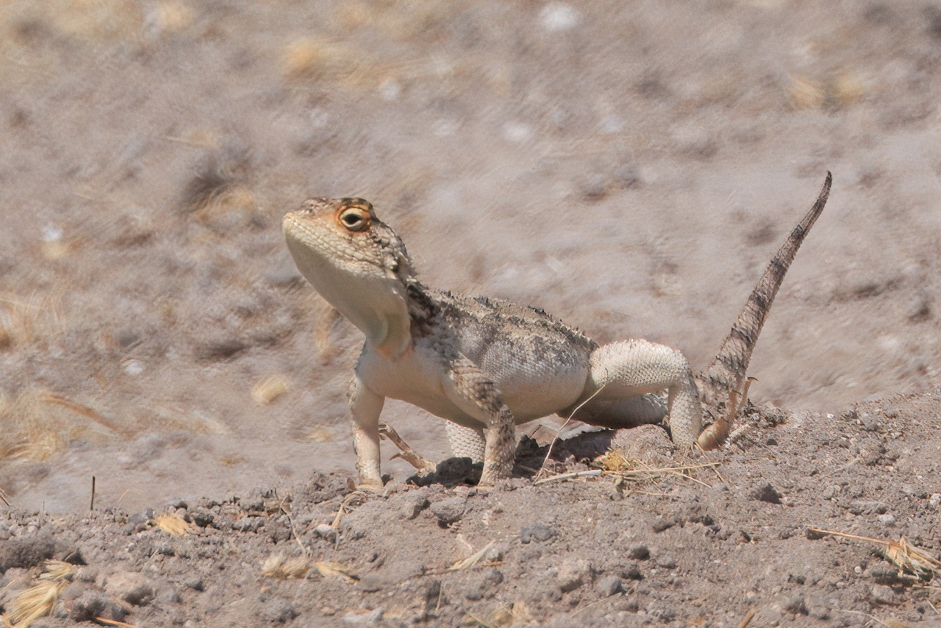 Central Kalahari Game Reserve safari experience