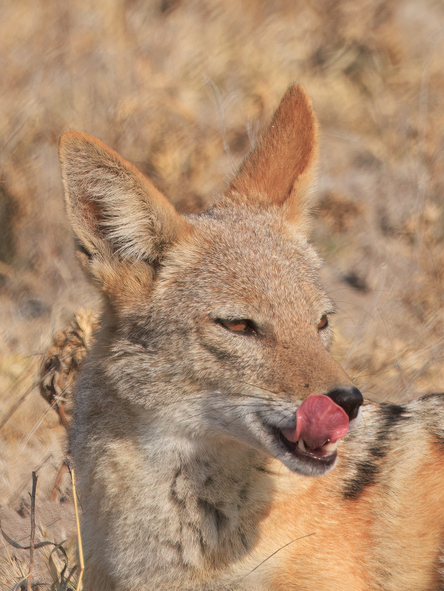 A black-backed jackal photographed in the Central Kalahari Game Reserve