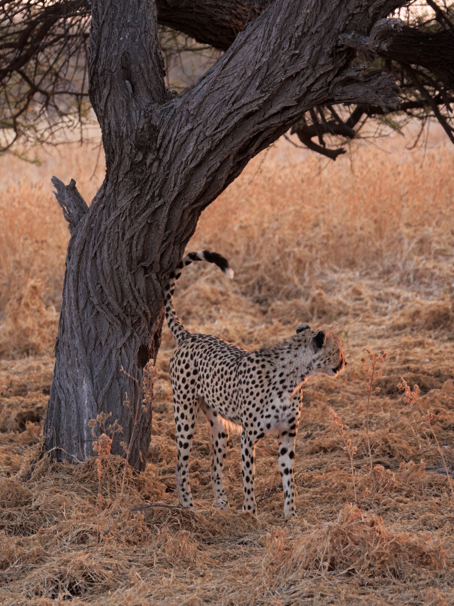 A cheetah resting beneath an acacia in the Central Kalahari Game Reserve
