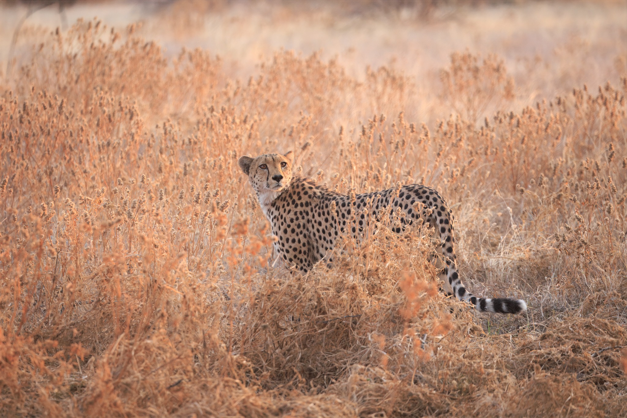 Wildlife and landscape of Central Kalahari Game Reserve