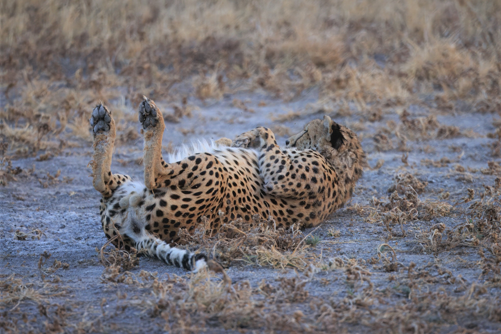 Central Kalahari Game Reserve safari experience