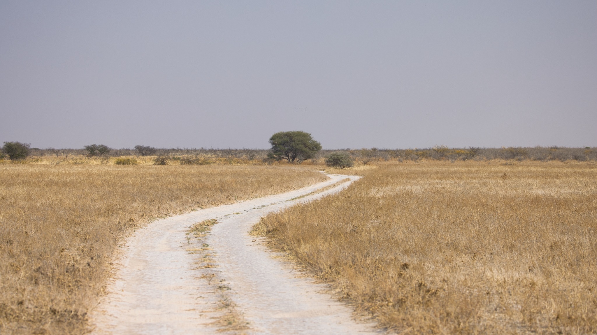 A sandy road crossing the open plains of the Central Kalahari Game Reserve