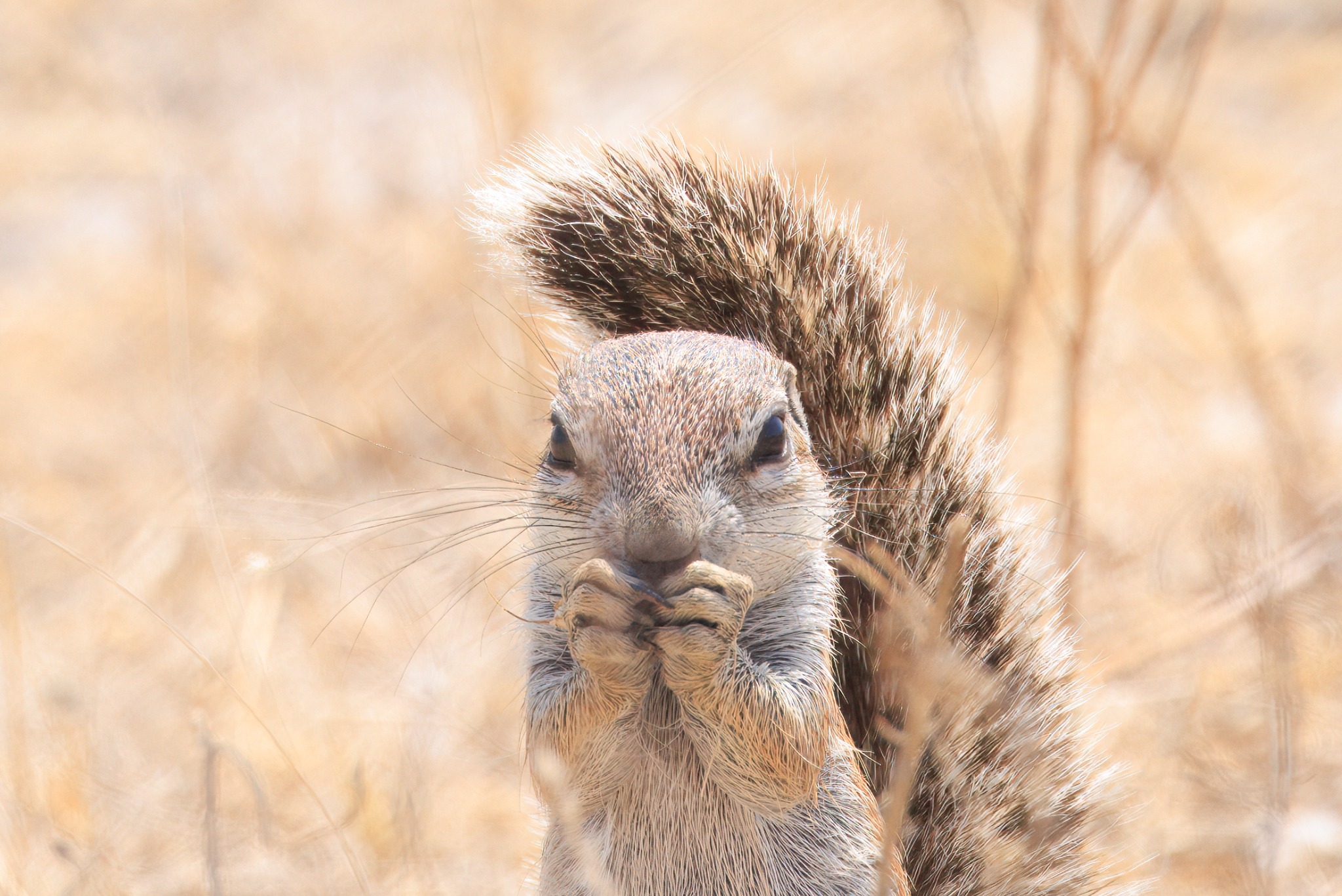 Central Kalahari Game Reserve safari experience