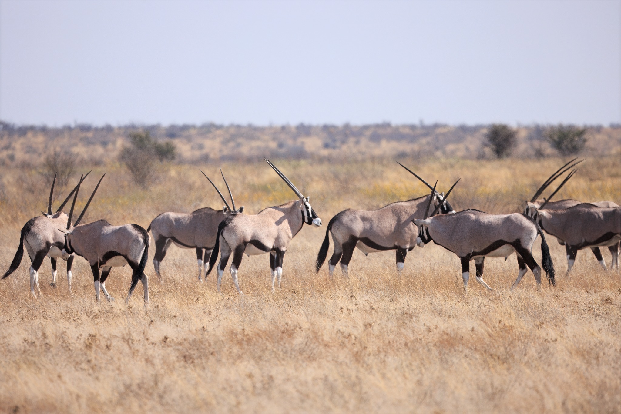 Central Kalahari Game Reserve wilderness landscape