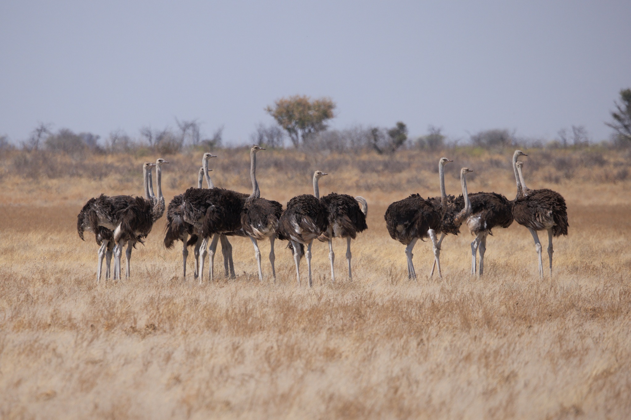 Ostriches moving across the Central Kalahari Game Reserve