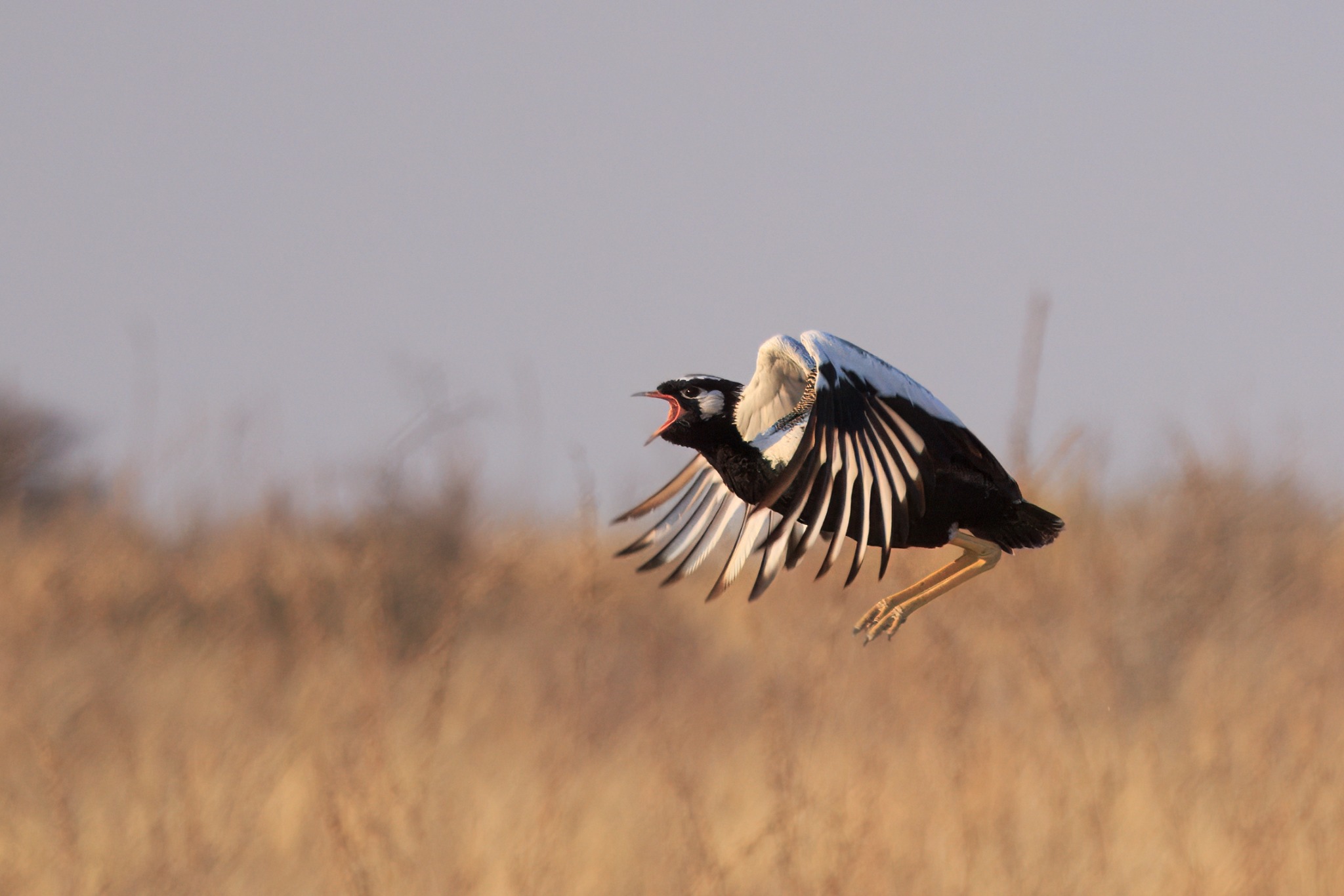 A secretary bird in flight in the Central Kalahari Game Reserve