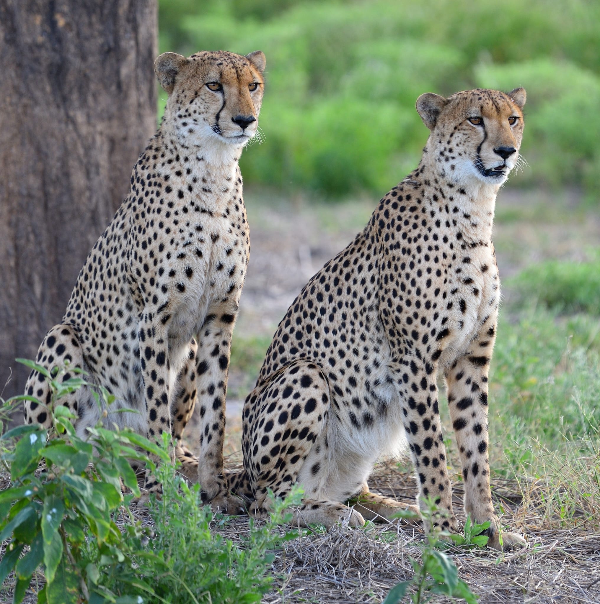 Mababe safari experience