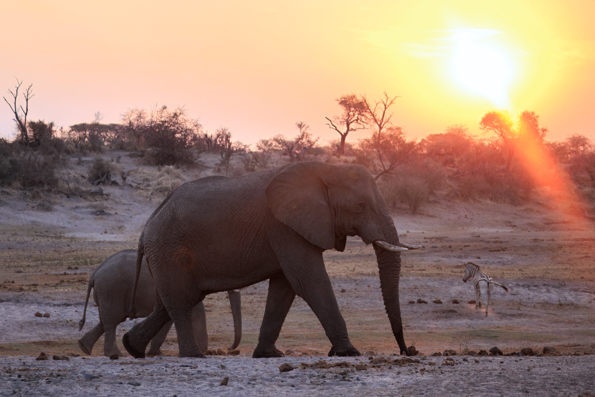 Elephants crossing the pans at sunset in Makgadikgadi Pans National Park
