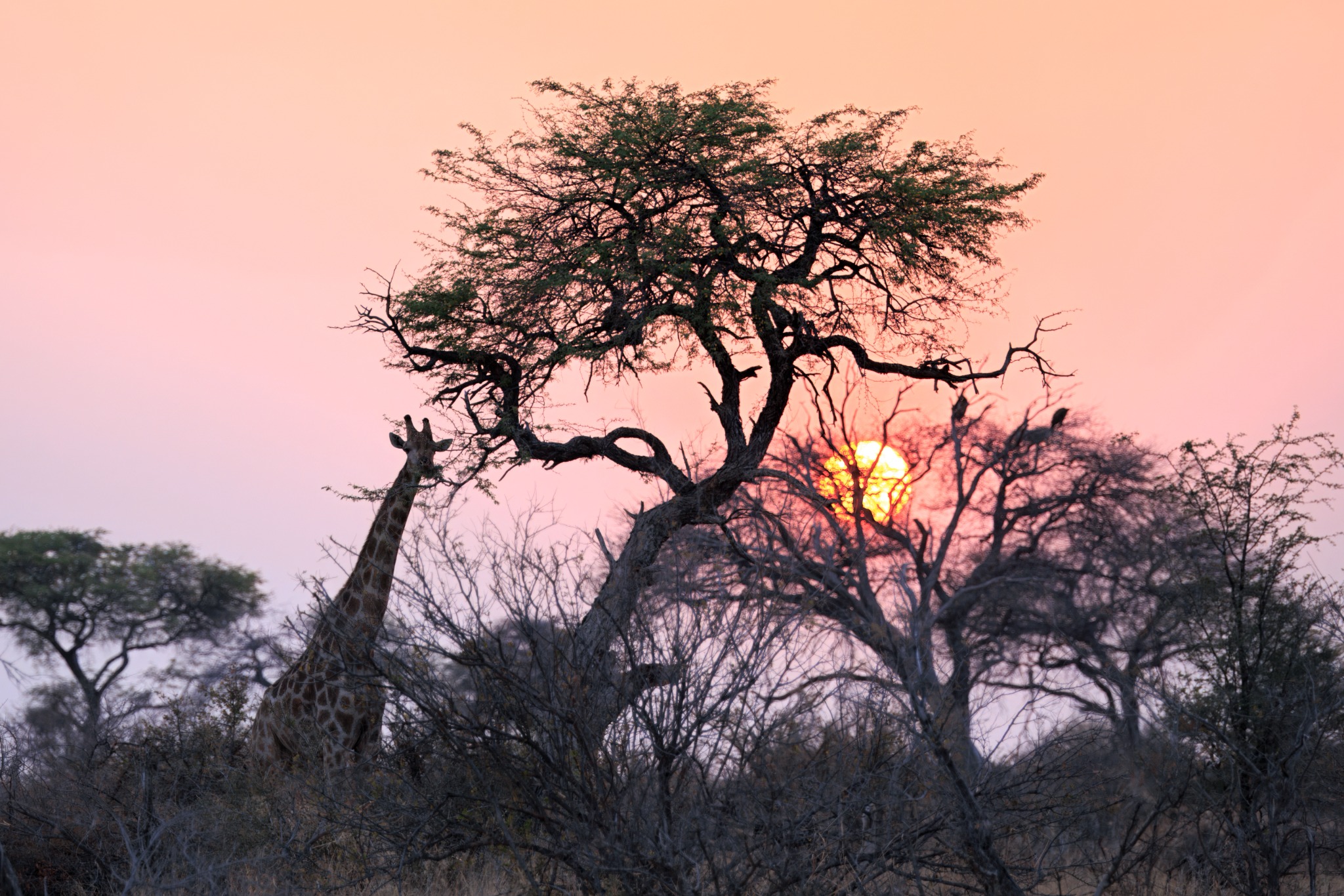 Giraffe beneath a glowing sunset in Makgadikgadi Pans National Park