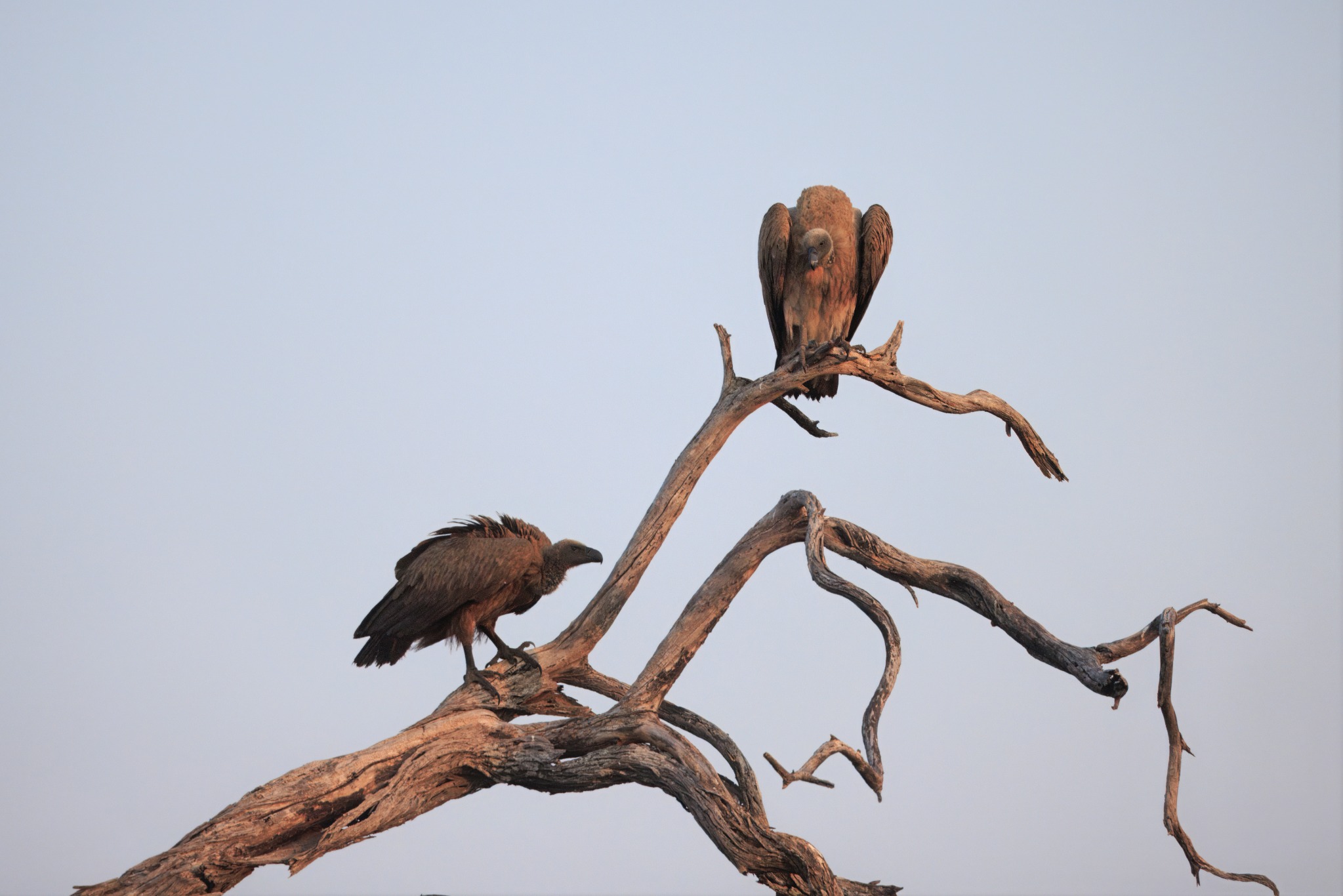 Makgadikgadi Pans National Park safari experience
