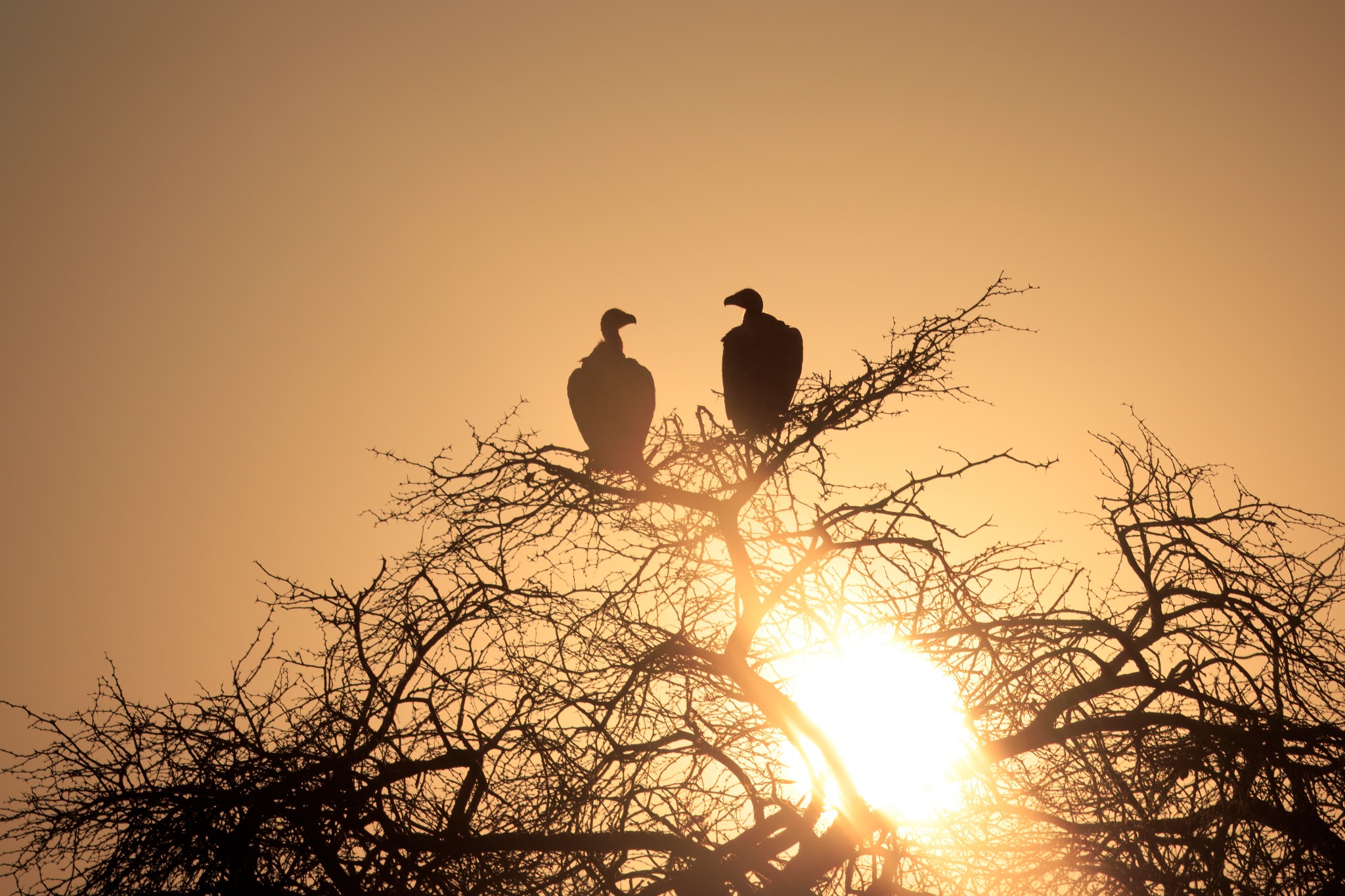 Vultures silhouetted against the setting sun in Makgadikgadi Pans National Park