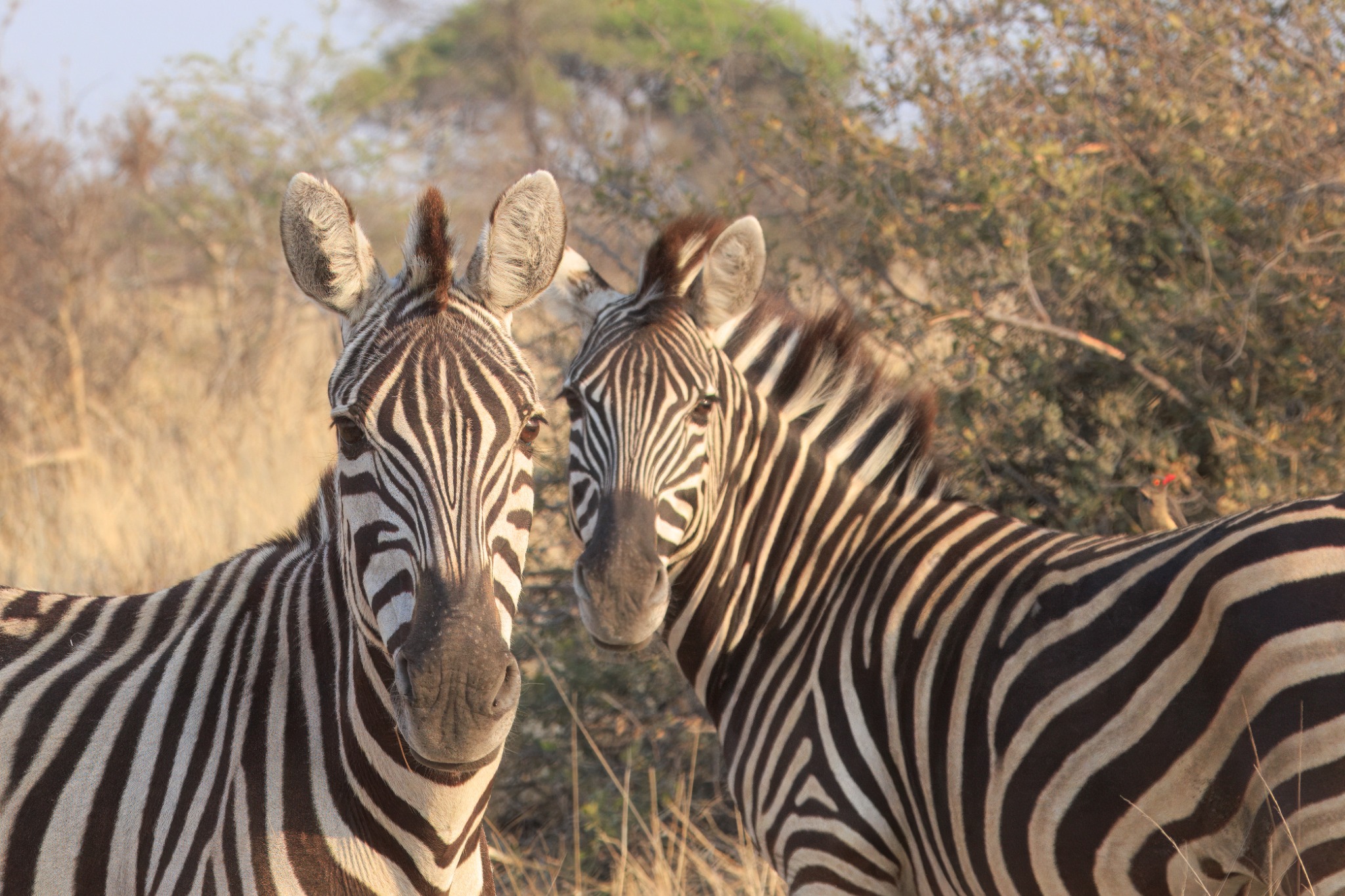Stripes Across the Pans safari landscape