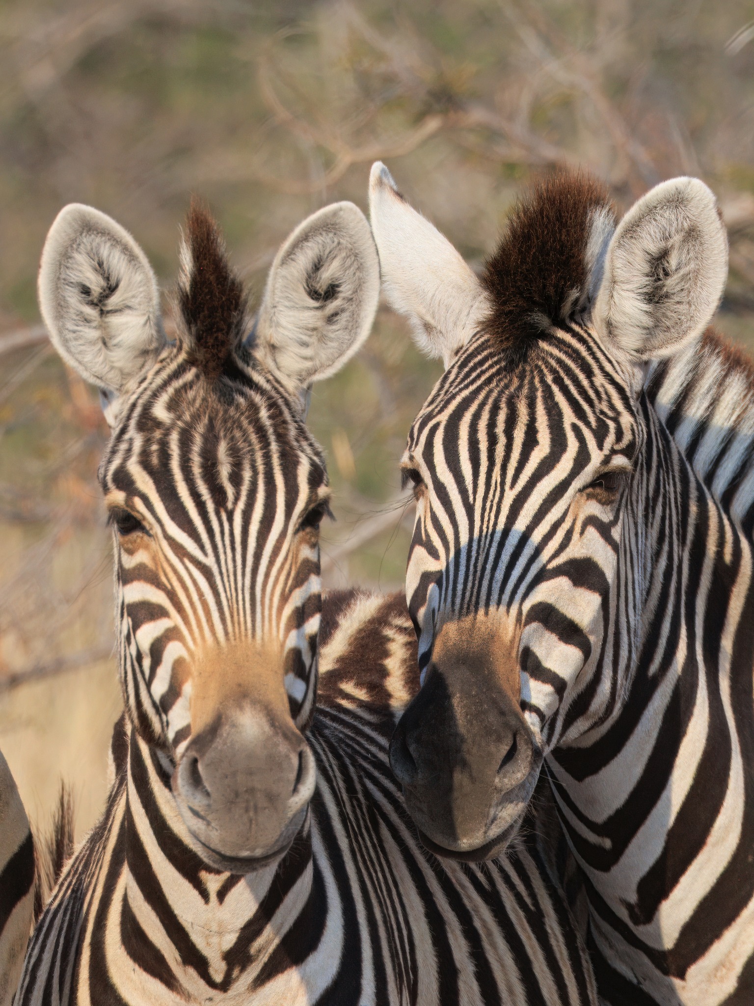 Makgadikgadi Pans National Park safari experience