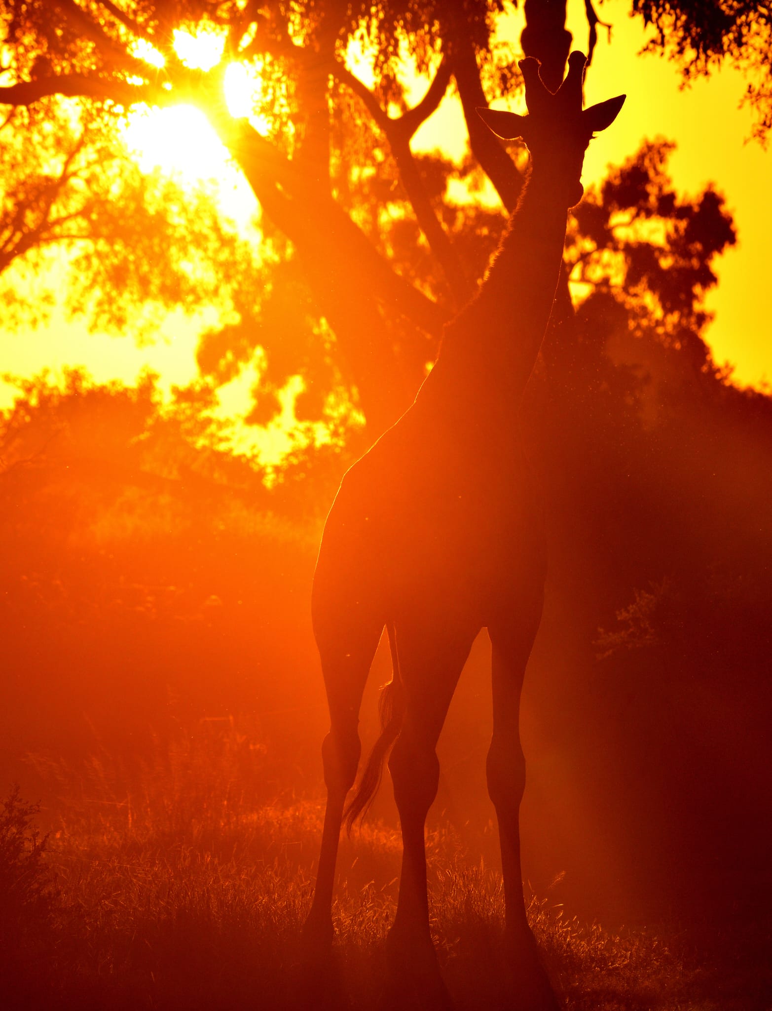 Moremi Game Reserve safari experience