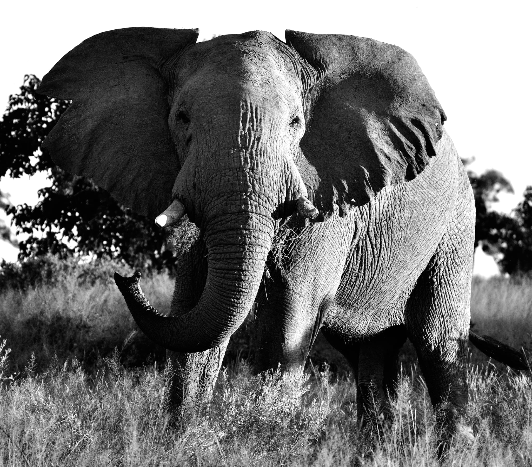 Okavango Delta safari experience