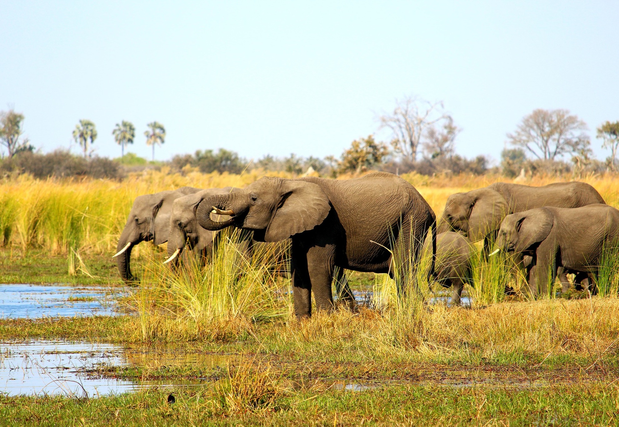 Chobe Riverfront landscape