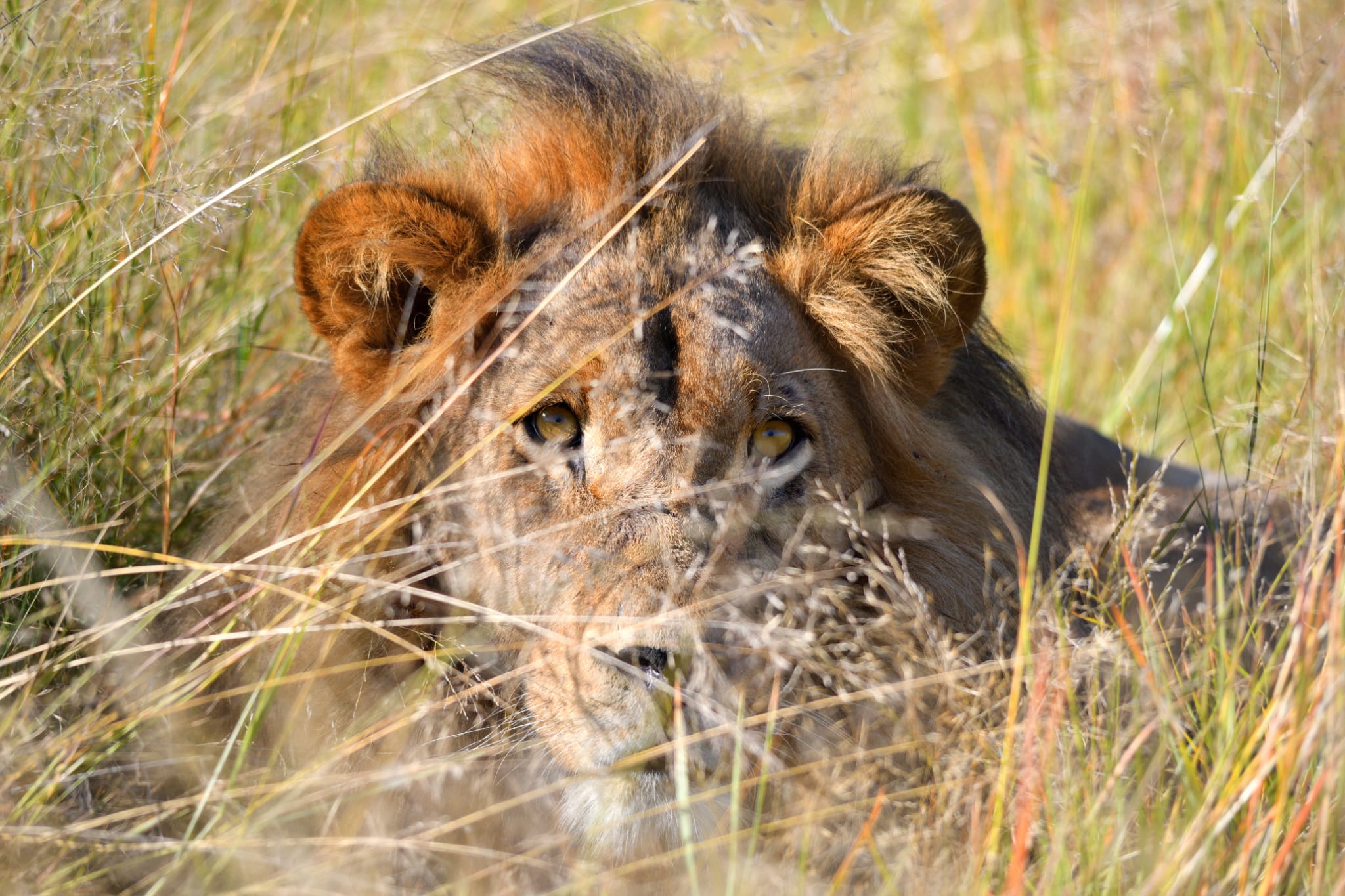 Okavango Delta safari experience