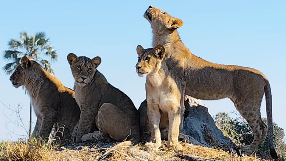 Savuti & Chobe landscape in Botswana